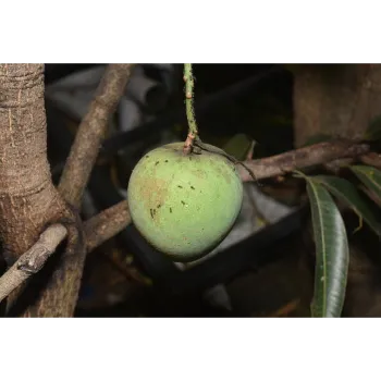 Natural Mango Plants